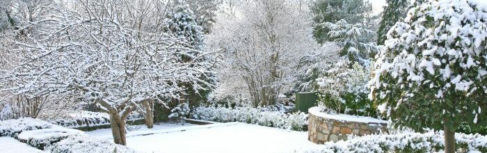 Winterizing Your Yard